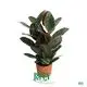 Youngplants | Wholesale ficus bonsai tree Factory 1