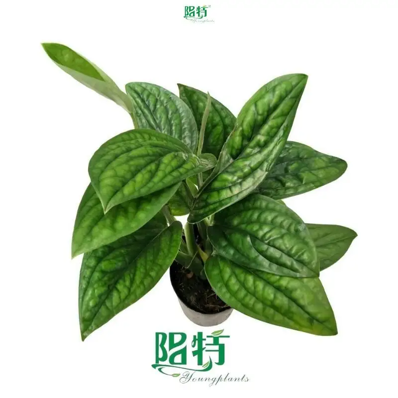Custom variegated monstera wholesale Manufacturers Manufacturer | Youngplants 1