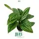 Custom variegated monstera wholesale Manufacturers Manufacturer | Youngplants 1