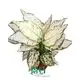 Custom aglaonema tissue culture Supply Manufacturer | Youngplants 1