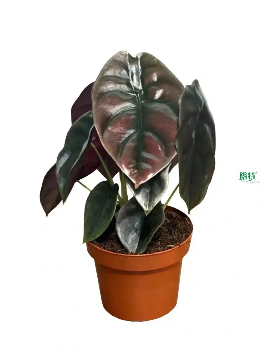 Youngplants | Hot-Sale young plants Suppliers 1