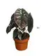 Youngplants | Hot-Sale young plants Suppliers 1