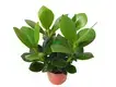 High-quality clusia tree Supply | Youngplants 1