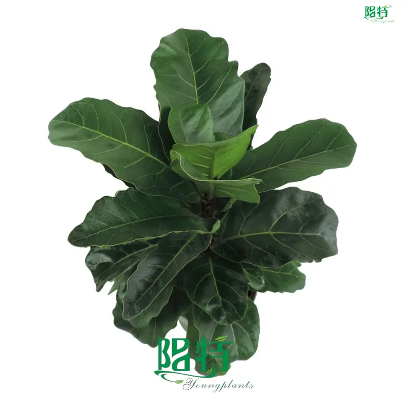 Youngplants | High-quality ficus benjamina bonsai Manufacturers 1