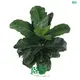 Youngplants | High-quality ficus benjamina bonsai Manufacturers 1