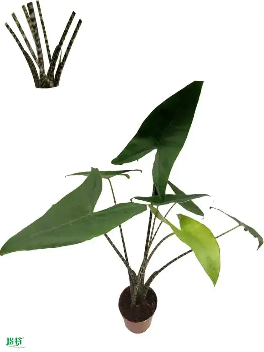 Youngplants | Top alocasia black velvet Company 1