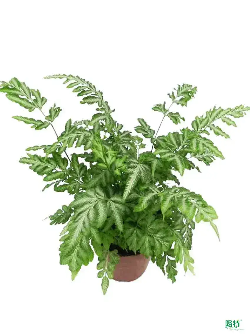 Youngplants | Hot-Sale types of ferns Manufacturers 1