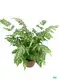 Youngplants | Hot-Sale types of ferns Manufacturers 1