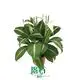Best spathiphyllum wallisii Factory | Youngplants 1