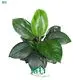 Youngplants | High-quality spathiphyllum sp Manufacturers 1
