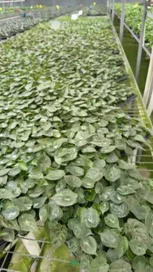 Others Alocasia at Wholesale Prices | Youngplants 1