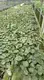 Others Alocasia at Wholesale Prices | Youngplants 1