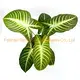 Wholesale xanthosoma tissue culture Suppliers | Youngplants 1