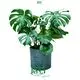 Youngplants | Hot-selling monstera plant wholesale Factory 1