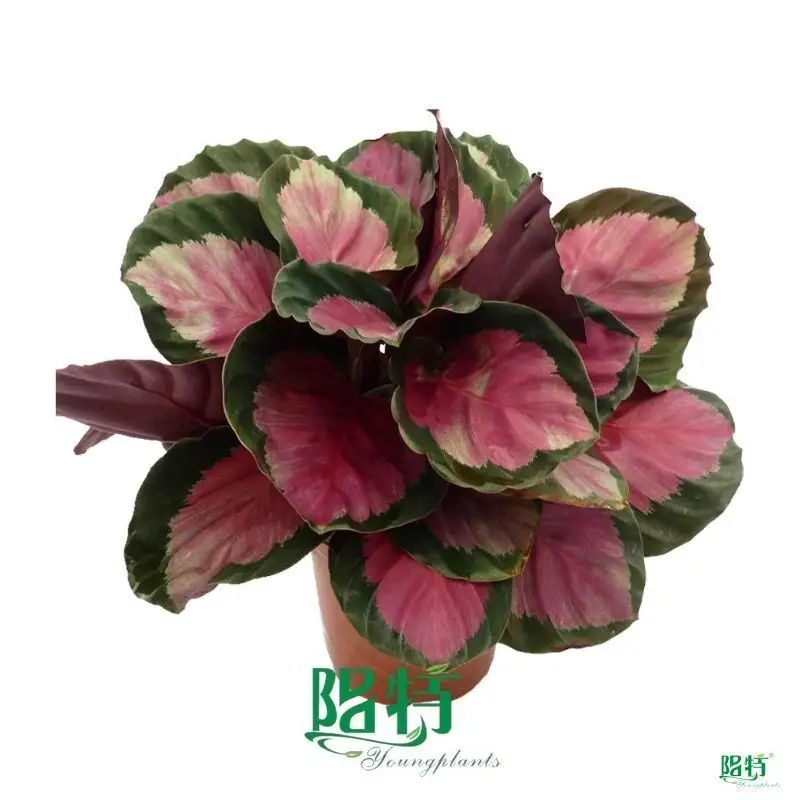 Custom prayerplant Factory Manufacturer | Youngplants 1