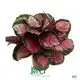Custom prayerplant Factory Manufacturer | Youngplants 1