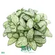 Youngplants | Hot-selling fittonia Suppliers 1