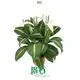 Custom spathiphyllum wallisii Manufacturers Manufacturer | Youngplants 1