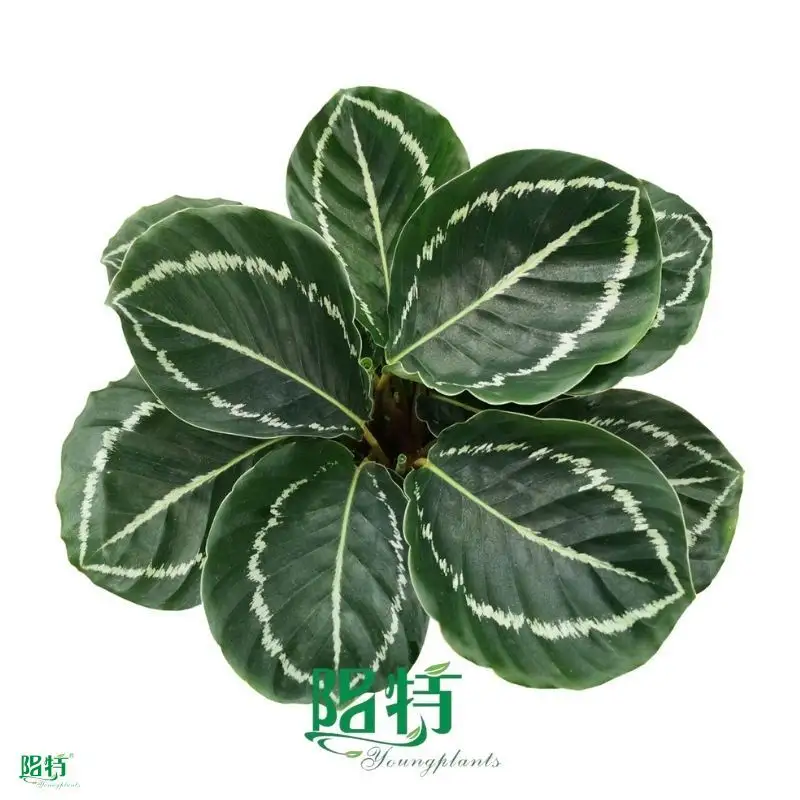 Wholesale calathea prayer plant Supply | Youngplants 1