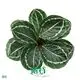 Wholesale calathea prayer plant Supply | Youngplants 1