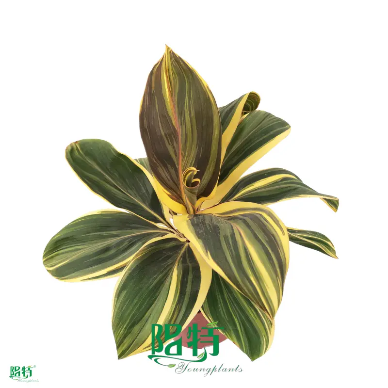 High-quality Plant propagation techniques Suppliers | Youngplants 1
