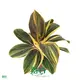 High-quality Plant propagation techniques Suppliers | Youngplants 1