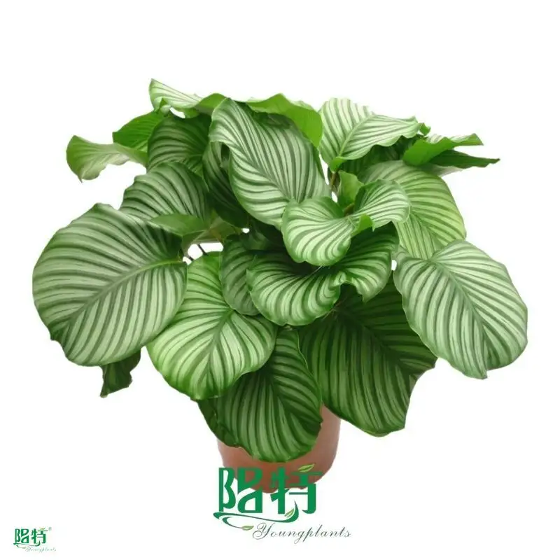 High-quality maranta leuconeura Manufacturers | Youngplants 1