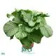 High-quality maranta leuconeura Manufacturers | Youngplants 1