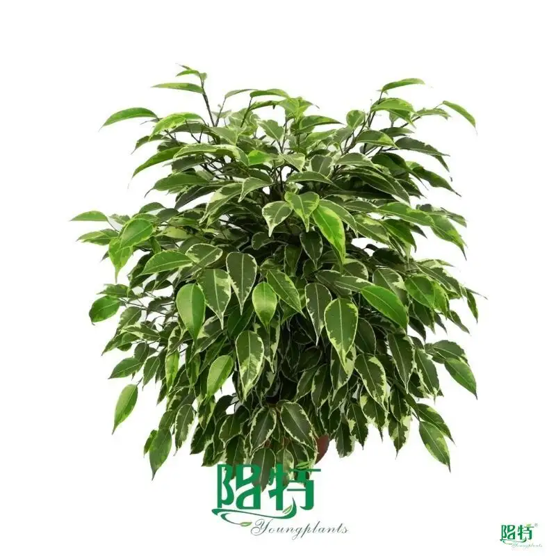 Youngplants | Best ficus bonsai care Suppliers 1