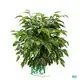 Youngplants | Best ficus bonsai care Suppliers 1