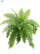Youngplants | Wholesale fern propagation Company 1