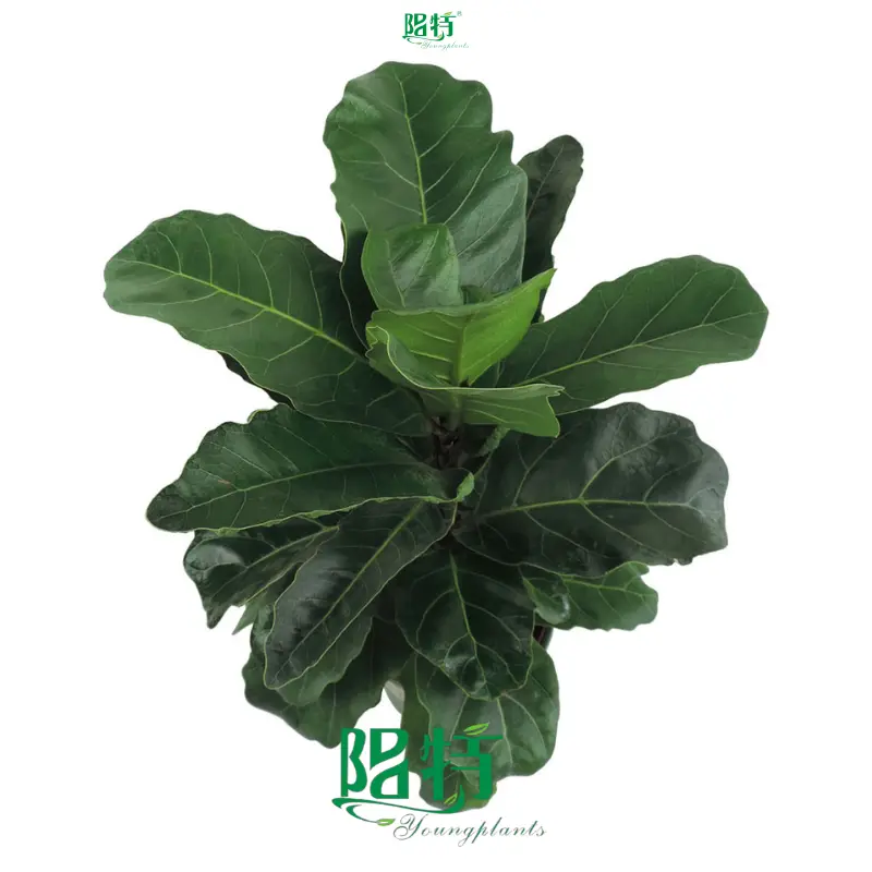 bonsai ficus retusa at Wholesale Prices | Youngplants 1