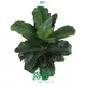 bonsai ficus retusa at Wholesale Prices | Youngplants 1