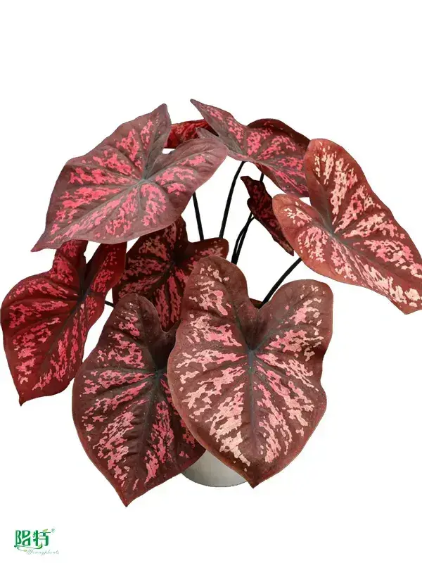 Best live caladium plants for sale Suppliers | Youngplants 1