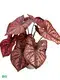 Best live caladium plants for sale Suppliers | Youngplants 1