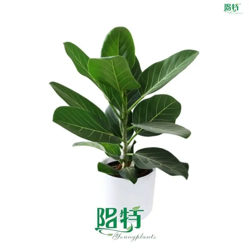 Custom aglaonema Company Manufacturer | Youngplants 1