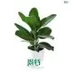 Custom aglaonema Company Manufacturer | Youngplants 1