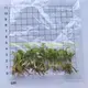 Custom syngonium podophyllum pink Company Manufacturer | Youngplants 1