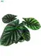 Youngplants | High-quality black velvet plant Supply 1