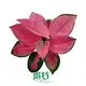 Youngplants | Best aglaonema plant Factory 1