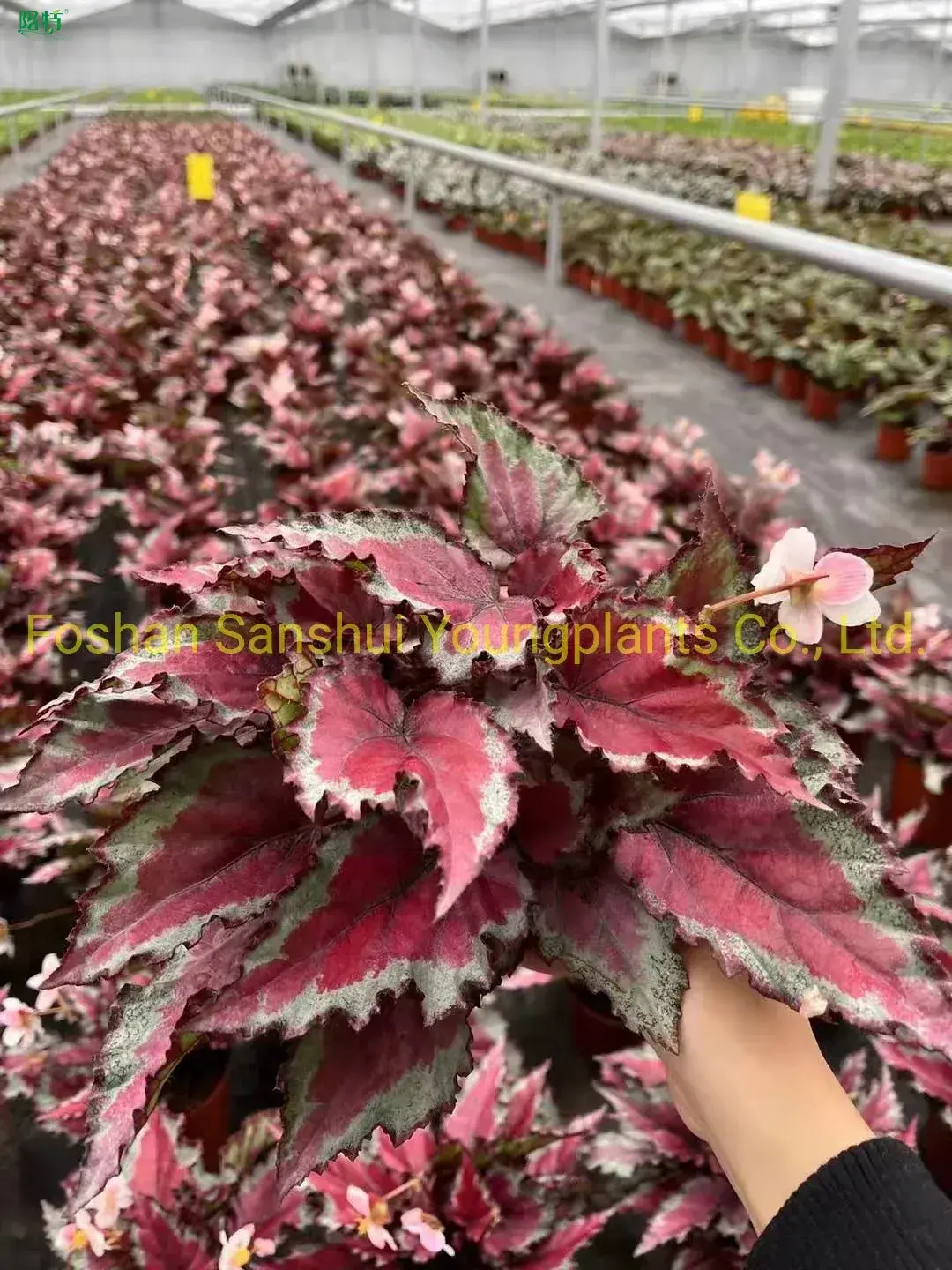 Youngplants | Best begonia care Suppliers 1