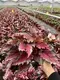 Youngplants | Best begonia care Suppliers 1
