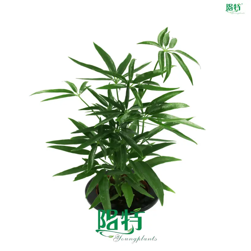 Youngplants | Best schefflera tree Factory 1