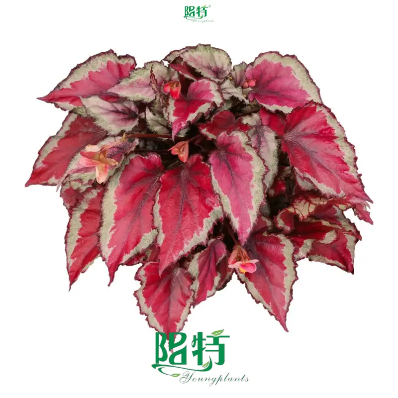 begonia houseplant at Wholesale Prices | Youngplants 1