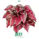 begonia houseplant at Wholesale Prices | Youngplants 1