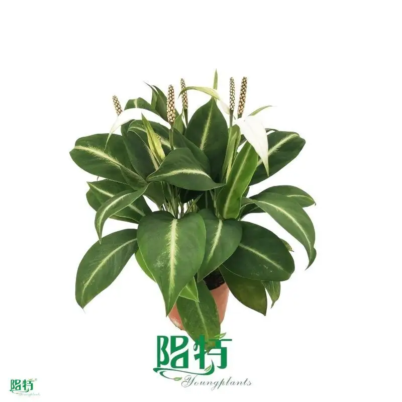 Wholesale spathiphyllum Supply | Youngplants 1