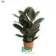 Best ficus bonsai care Suppliers | Youngplants 1