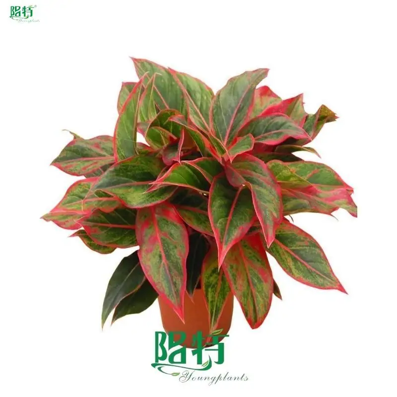 Best aglaonema varieties Factory | Youngplants 1
