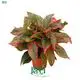 Best aglaonema varieties Factory | Youngplants 1