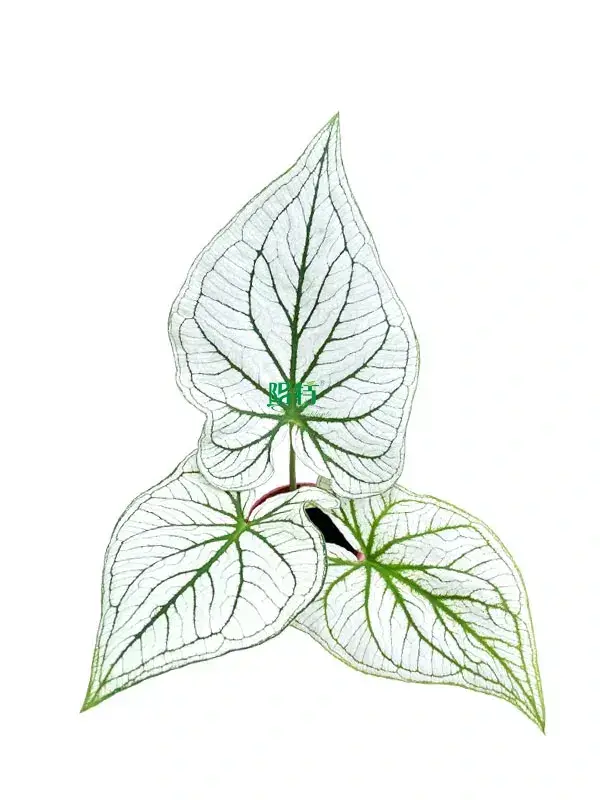 Youngplants | Hot-selling white caladium Factory 1